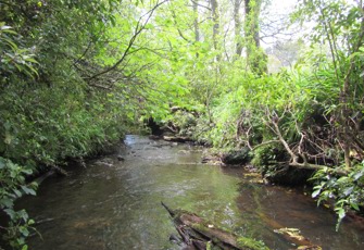 Kurapete Stream upstream of Inglewood WWTP