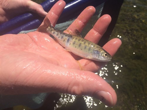 Hawkes Bay Fish in heat