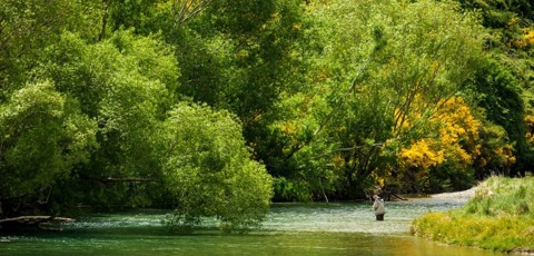 River with willow trees.jpg