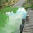 Lake Ohakuri - Algal Bloom