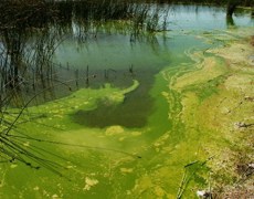 Lake cyanobacterial bloom