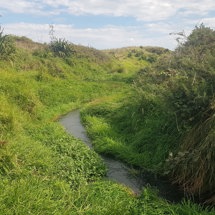 Mangaroa Stream